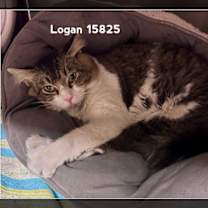 Thumbnail photo of LOGAN #3