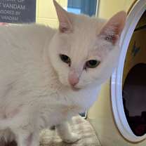 Thumbnail photo of Snowflake #3