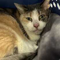 Thumbnail photo of Annabelle #3