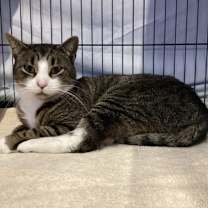 Thumbnail photo of Percy  #1