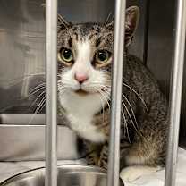 Thumbnail photo of Percy  #2