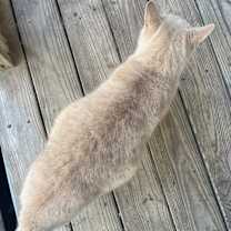 Thumbnail photo of Sassy #1