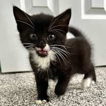 Thumbnail photo of Coal #2