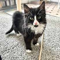 Thumbnail photo of Asher #1