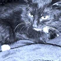 Thumbnail photo of Riley #2