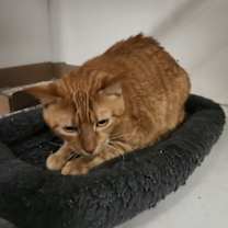 Thumbnail photo of COOPER #1