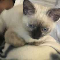 Thumbnail photo of Sasha #1