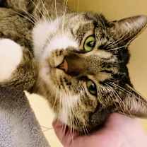 Thumbnail photo of Good Boy & Pumpkin #2