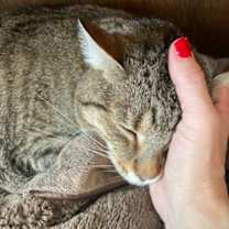 Thumbnail photo of Good Boy & Pumpkin #3