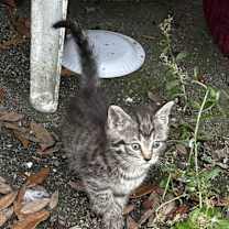 Thumbnail photo of Betsy Ross #2