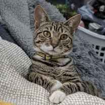 Thumbnail photo of Kat #4