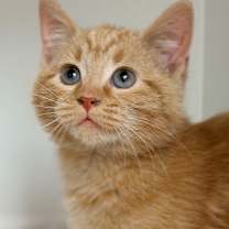 Thumbnail photo of Son Goku #1