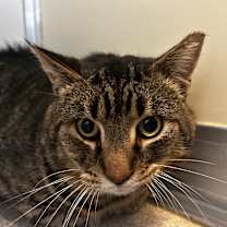 Thumbnail photo of Bruno #1