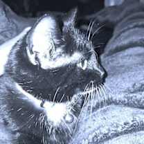 Thumbnail photo of Roxy #1