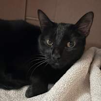 Thumbnail photo of Pantera #4