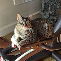 Thumbnail photo of Zoe #4