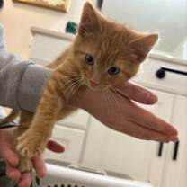 Thumbnail photo of Coconut #1