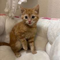 Thumbnail photo of Popcorn #1