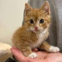 Thumbnail photo of Tempura #1