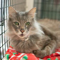 Thumbnail photo of Smokey #1