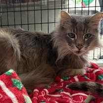 Thumbnail photo of Smokey #2