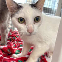 Thumbnail photo of Jedi #2