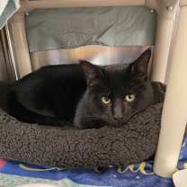 Thumbnail photo of Smokey #2