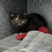 Thumbnail photo of Cocoa Puff #1