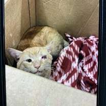 Thumbnail photo of Tigger #2