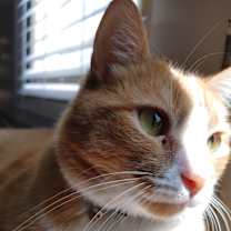 Thumbnail photo of Orion #1