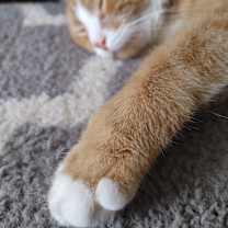 Thumbnail photo of Orion #4