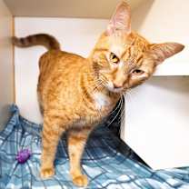 Thumbnail photo of Cheese Puff #3