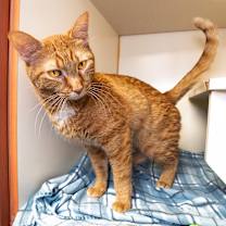 Thumbnail photo of Cheese Puff #4