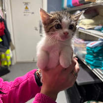 Thumbnail photo of Gofer #2