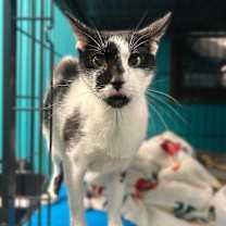 Thumbnail photo of A Cat That Goes Moo #1