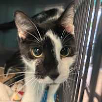 Thumbnail photo of A Cat That Goes Moo #2