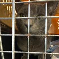 Thumbnail photo of Whiskerbell  #2