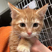 Thumbnail photo of Commodore Beefcake #2