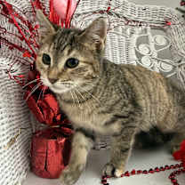 Thumbnail photo of Jenna B Ona 55792 #4