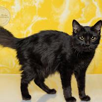 Thumbnail photo of Onxy #1