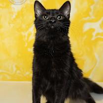 Thumbnail photo of Onxy #4