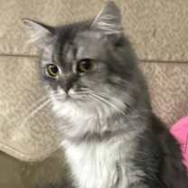 Thumbnail photo of Darlin #2