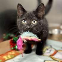 Thumbnail photo of Daisy #1