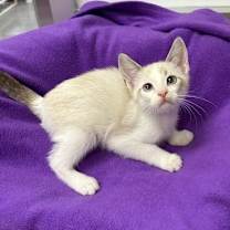 Thumbnail photo of Smoked Gouda #2