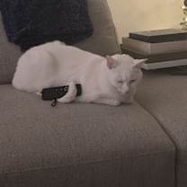 Thumbnail photo of Fiona #1