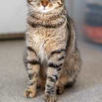 Thumbnail photo of Monkey Mae #2