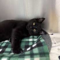 Thumbnail photo of Steve #1