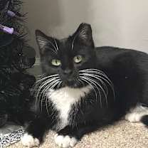 Thumbnail photo of Luna #1