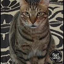 Thumbnail photo of Katus #3