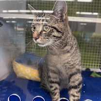 Thumbnail photo of Tony the Tiger #1